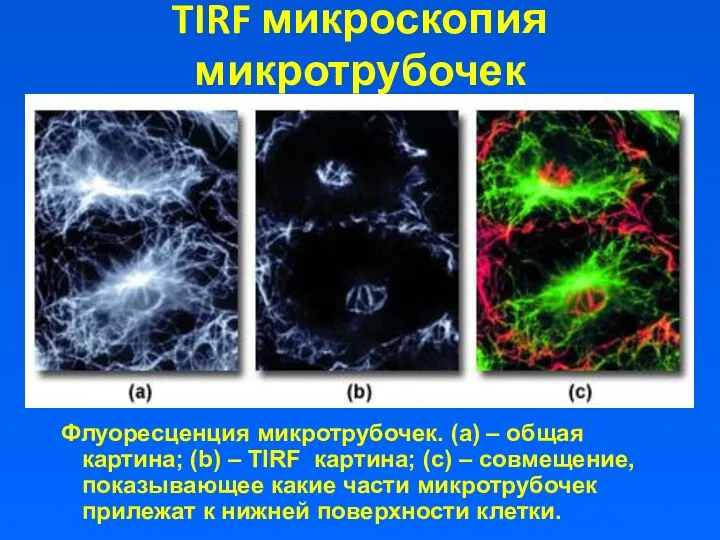 TIRF микроскопия микротрубочек Флуоресценция микротрубочек. (а) – общая картина; (b) – TIRF картина;