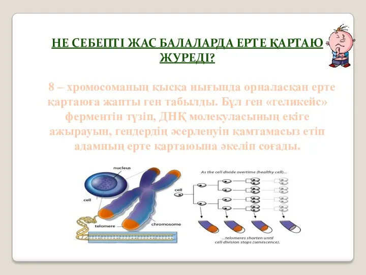 НЕ СЕБЕПТІ ЖАС БАЛАЛАРДА ЕРТЕ ҚАРТАЮ ЖУРЕДІ? 8 – хромосоманың