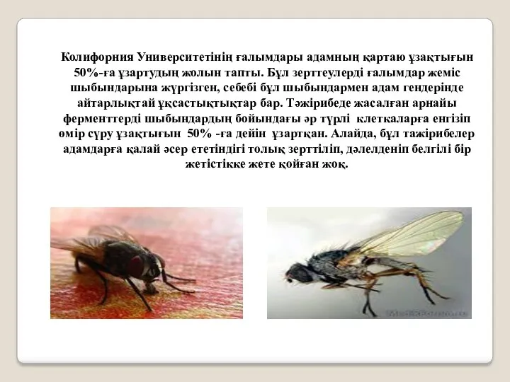 Колифорния Университетінің ғалымдары адамның қартаю ұзақтығын 50%-ға ұзартудың жолын тапты.