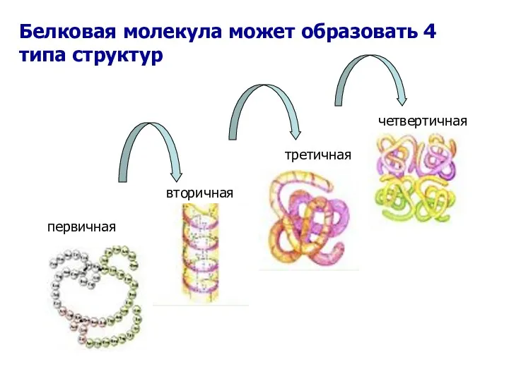 Белковая молекула может образовать 4 типа структур первичная вторичная третичная четвертичная