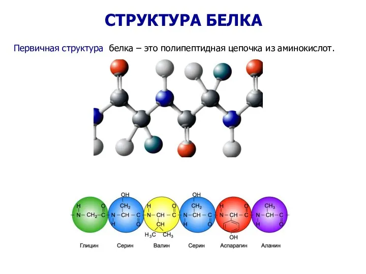 СТРУКТУРА БЕЛКА Первичная структура белка – это полипептидная цепочка из аминокислот.