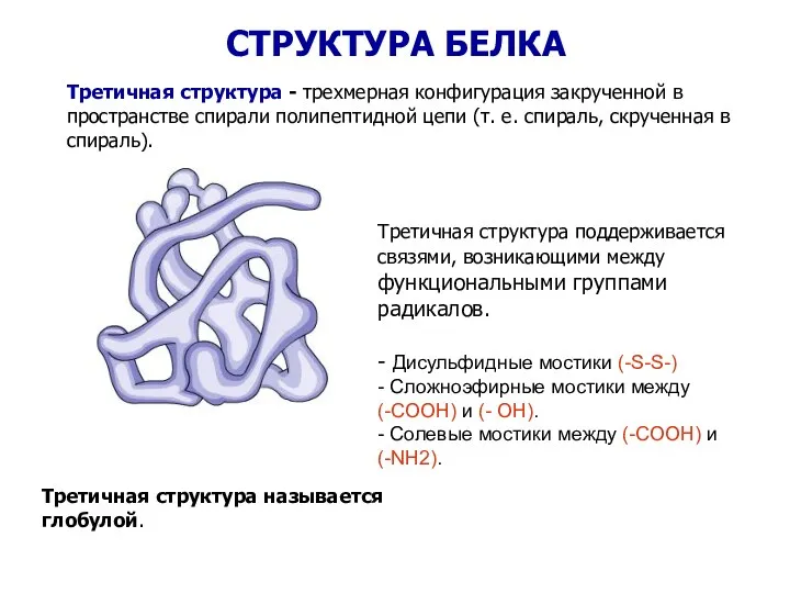 Третичная структура поддерживается связями, возникающими между функциональными группами радикалов. -