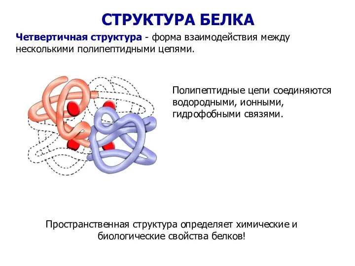 Четвертичная структура - форма взаимодействия между несколькими полипептидными цепями. Полипептидные