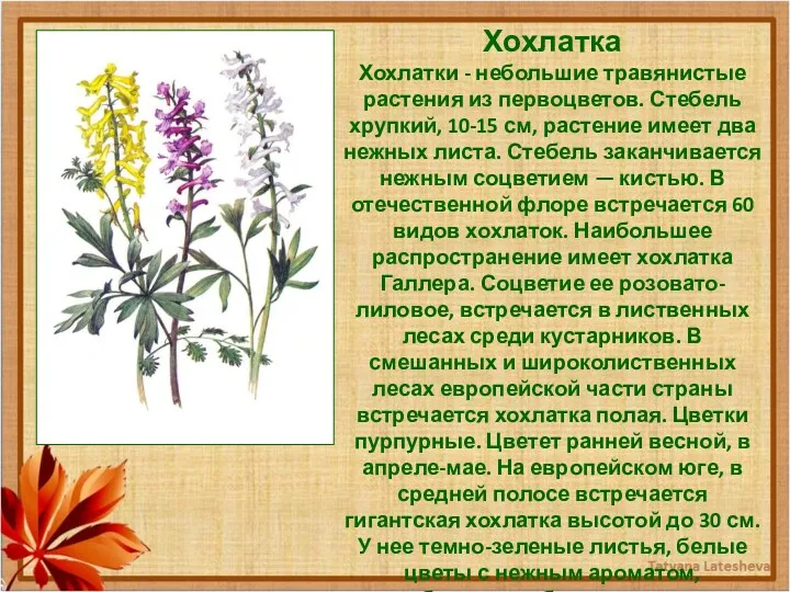Хохлатка Хохлатки - небольшие травянистые растения из первоцветов. Стебель хрупкий,