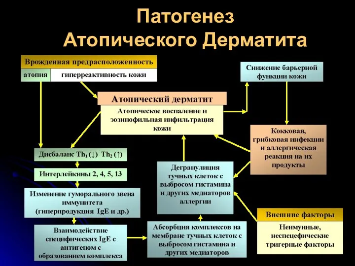 Патогенез Атопического Дерматита