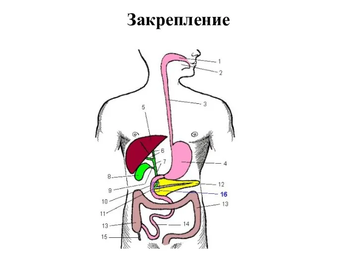 Закрепление