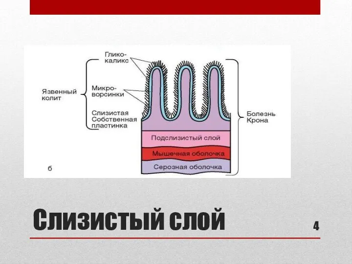 Слизистый слой