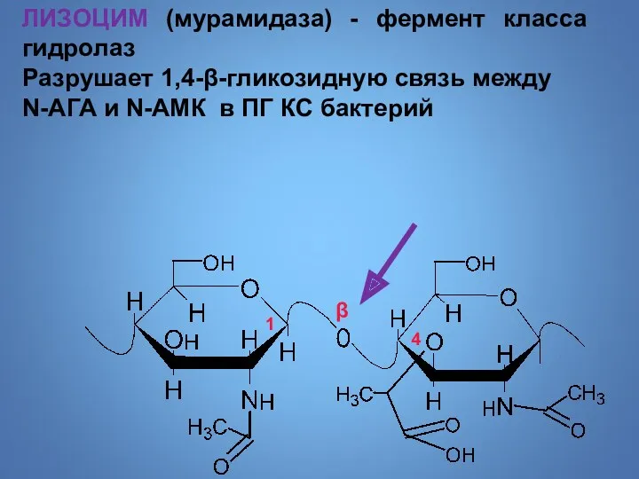 ЛИЗОЦИМ (мурамидаза) - фермент класса гидролаз Разрушает 1,4-β-гликозидную связь между