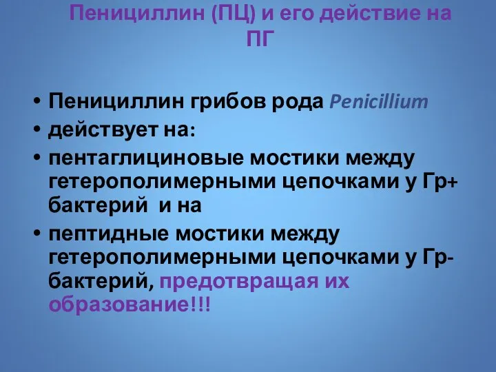 Пенициллин (ПЦ) и его действие на ПГ Пенициллин грибов рода