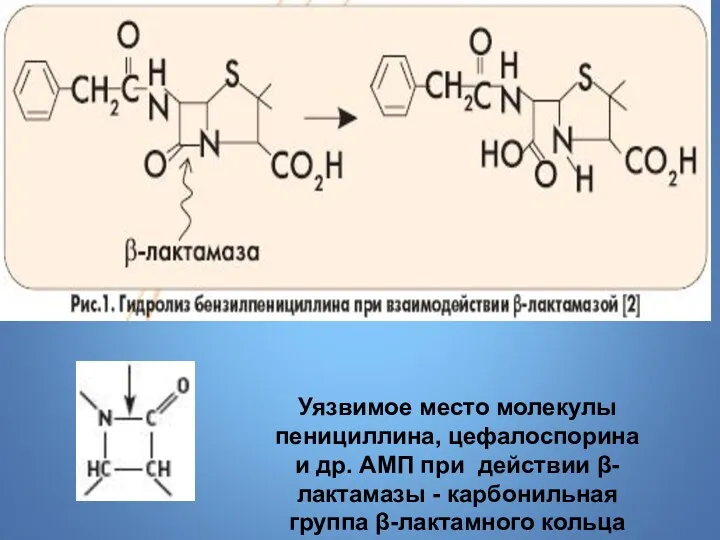 Уязвимое место молекулы пенициллина, цефалоспорина и др. АМП при действии β-лактамазы - карбонильная группа β-лактамного кольца