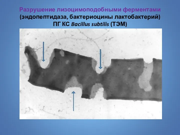 Разрушение лизоцимоподобными ферментами (эндопептидаза, бактериоцины лактобактерий) ПГ КС Bacillus subtilis (ТЭМ)