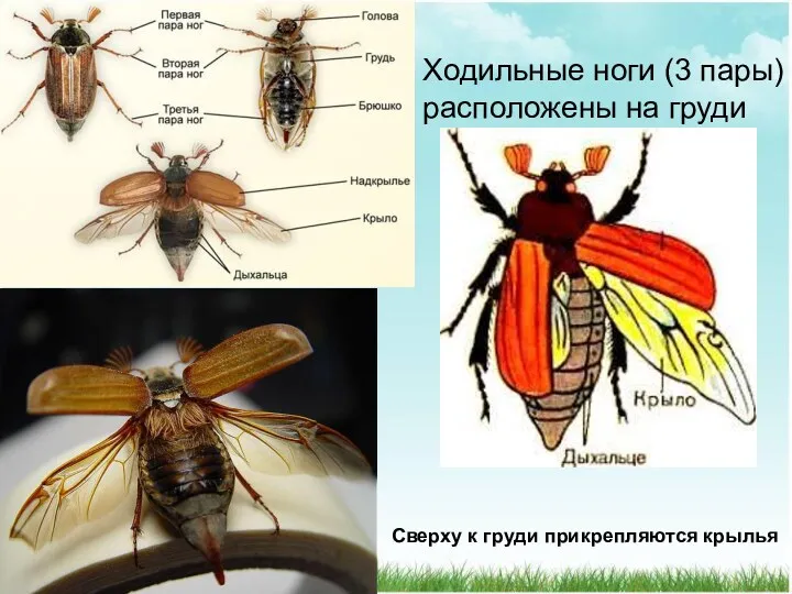 Ходильные ноги (3 пары) расположены на груди Сверху к груди прикрепляются крылья