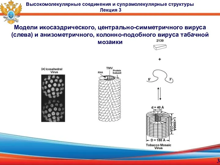 Модели икосаэдрического, центрально-симметричного вируса (слева) и анизометричного, колонно-подобного вируса табачной