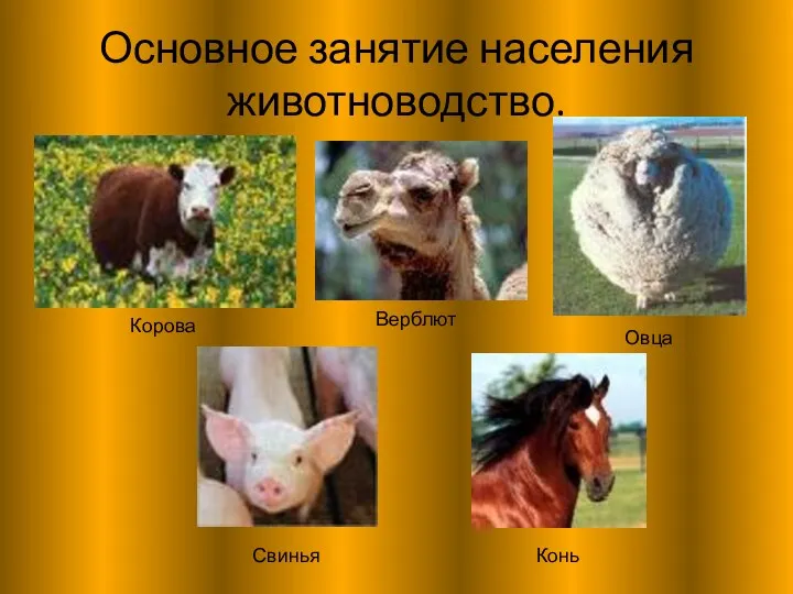 Основное занятие населения животноводство. Корова Верблют Овца Свинья Конь