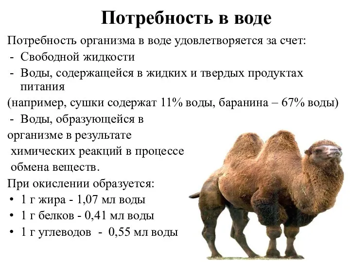 Потребность в воде Потребность организма в воде удовлетворяется за счет: