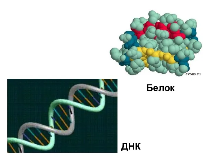 ДНК Белок