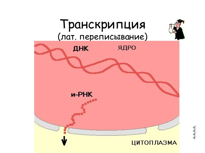 Транскрипция (лат. переписывание)