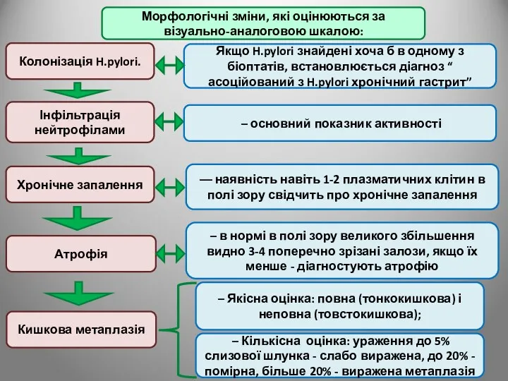 Морфологічні зміни, які оцінюються за візуально-аналоговою шкалою: Колонізація H.pylori. Інфільтрація