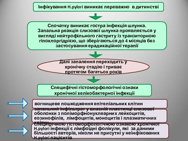 Інфікування H.pylori виникає переважно в дитинстві Спочатку виникає гостра інфекція