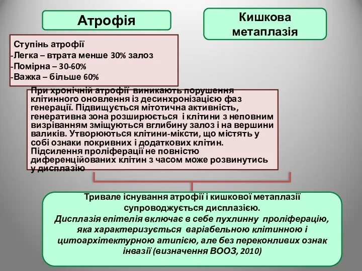 Атрофія Кишкова метаплазія Ступінь атрофії Легка – втрата менше 30%