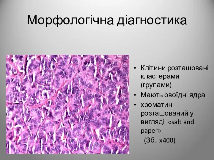 Клітини розташовані кластерами (групами) Мають овоїдні ядра хроматин розташований у