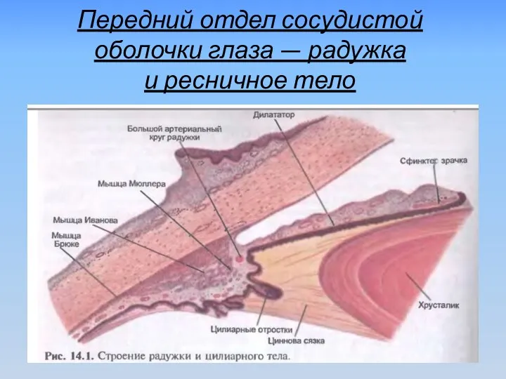 Передний отдел сосудистой оболочки глаза — радужка и ресничное тело