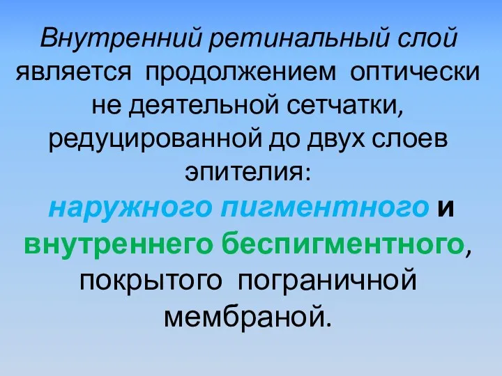 Внутренний ретинальный слой является продолжением оптически не деятельной сетчатки,редуцированной до