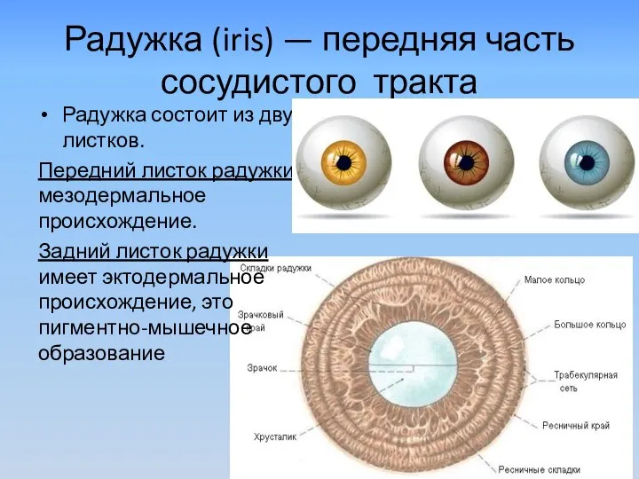 Радужка (iris) — передняя часть сосудистого тракта Радужка состоит из