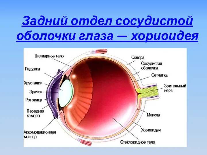 Задний отдел сосудистой оболочки глаза — хориоидея