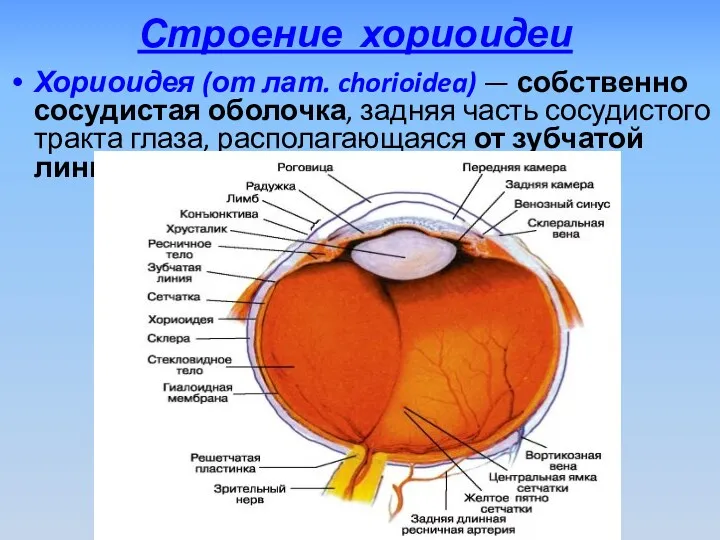 Строение хориоидеи Хориоидея (от лат. chorioidea) — собственно сосудистая оболочка,