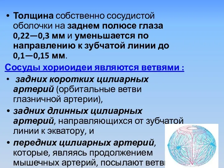 Толщина собственно сосудистой оболочки на заднем полюсе глаза 0,22—0,3 мм