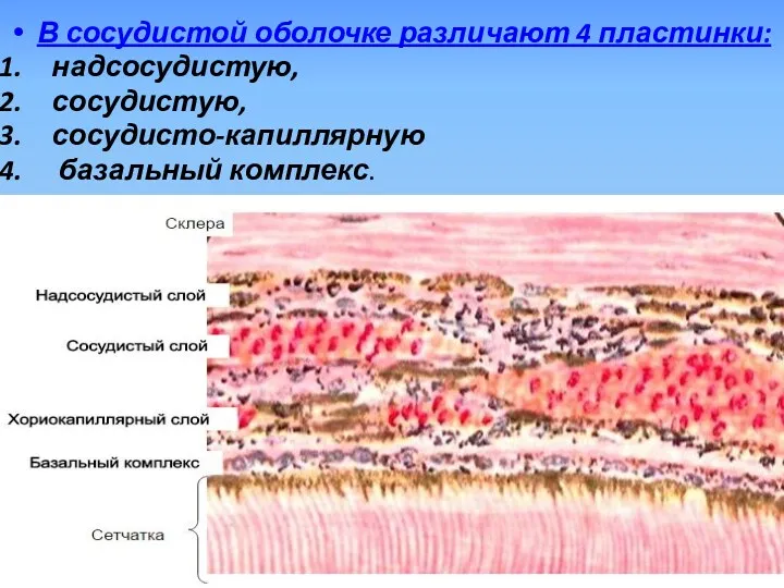 В сосудистой оболочке различают 4 пластинки: надсосудистую, сосудистую, сосудисто-капиллярную базальный комплекс.
