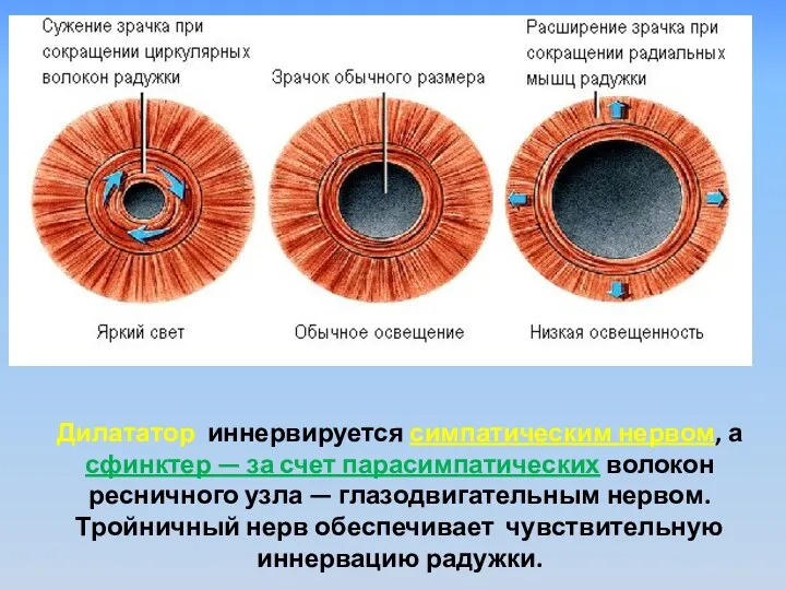 Дилататор иннервируется симпатическим нервом, а сфинктер — за счет парасимпатических