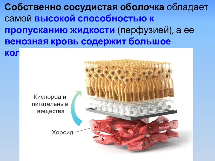 Собственно сосудистая оболочка обладает самой высокой способностью к пропусканию жидкости