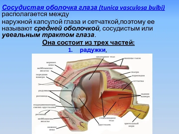 Сосудистая оболочка глаза (tunica vasculosa bulbi) располагается между наружной капсулой