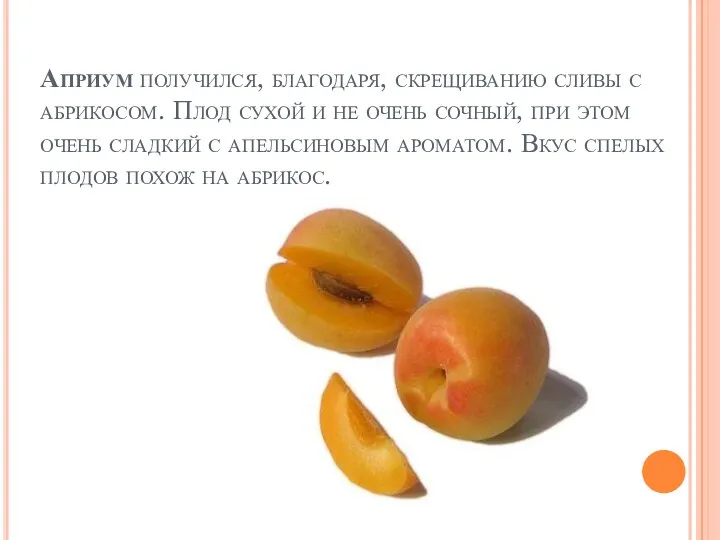 Априум получился, благодаря, скрещиванию сливы с абрикосом. Плод сухой и не очень сочный,