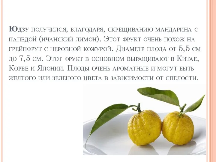 Юдзу получился, благодаря, скрещиванию мандарина с папедой (ичанский лимон). Этот фрукт очень похож