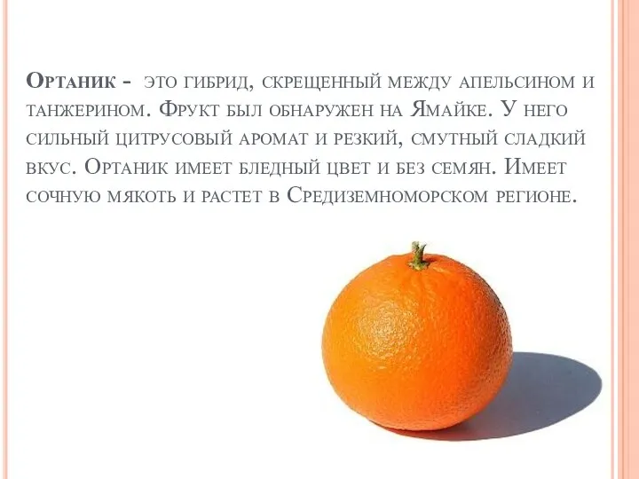 Ортаник - это гибрид, скрещенный между апельсином и танжерином. Фрукт был обнаружен на