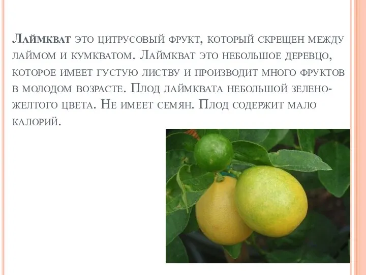 Лаймкват это цитрусовый фрукт, который скрещен между лаймом и кумкватом. Лаймкват это небольшое