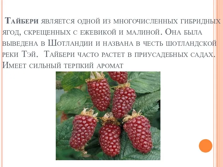 Тайбери является одной из многочисленных гибридных ягод, скрещенных с ежевикой и малиной. Она