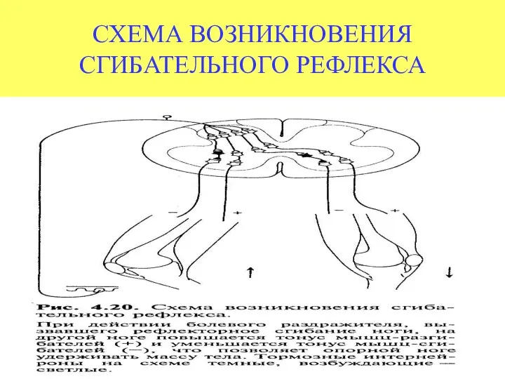 СХЕМА ВОЗНИКНОВЕНИЯ СГИБАТЕЛЬНОГО РЕФЛЕКСА