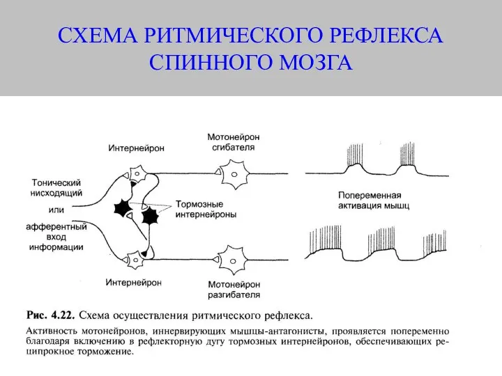 СХЕМА РИТМИЧЕСКОГО РЕФЛЕКСА СПИННОГО МОЗГА