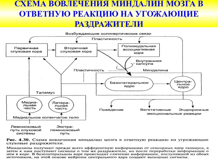 СХЕМА ВОВЛЕЧЕНИЯ МИНДАЛИН МОЗГА В ОТВЕТНУЮ РЕАКЦИЮ НА УГОЖАЮЩИЕ РАЗДРАЖИТЕЛИ