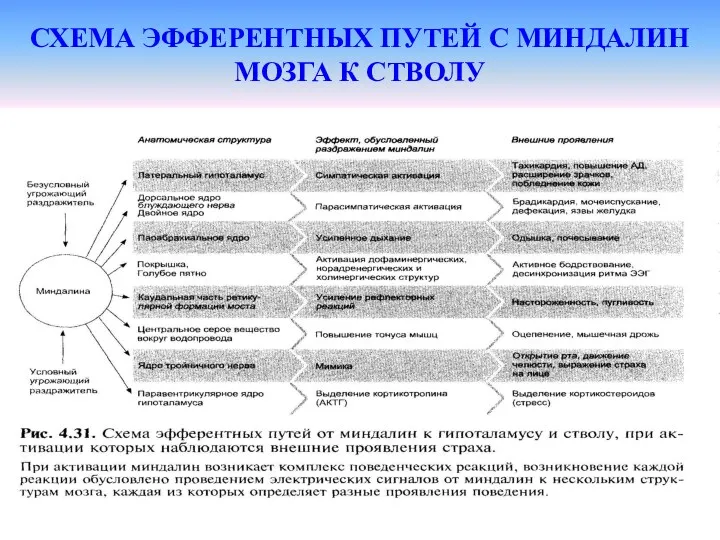 СХЕМА ЭФФЕРЕНТНЫХ ПУТЕЙ С МИНДАЛИН МОЗГА К СТВОЛУ