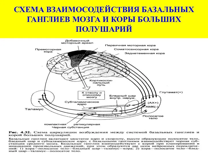 СХЕМА ВЗАИМОСОДЕЙСТВИЯ БАЗАЛЬНЫХ ГАНГЛИЕВ МОЗГА И КОРЫ БОЛЬШИХ ПОЛУШАРИЙ