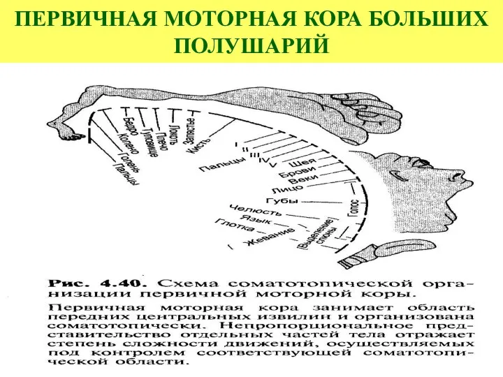 ПЕРВИЧНАЯ МОТОРНАЯ КОРА БОЛЬШИХ ПОЛУШАРИЙ