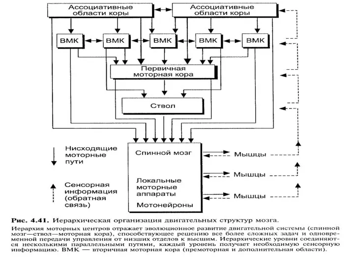 КОРА БОЛЬШИХ ПОЛУШАРИЙ