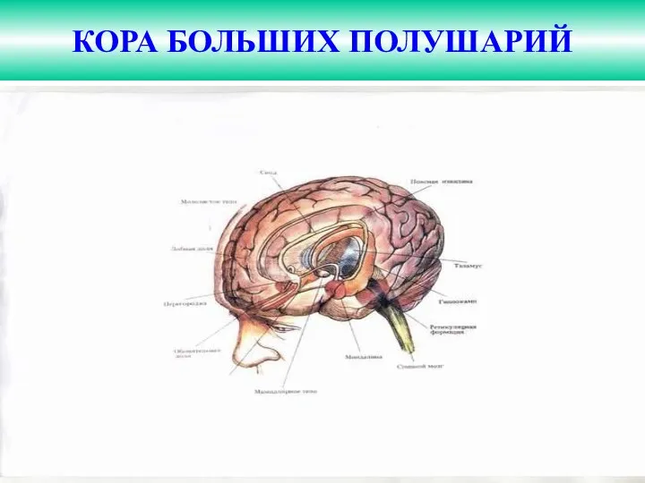 КОРА БОЛЬШИХ ПОЛУШАРИЙ