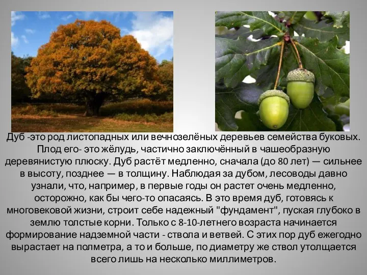 Дуб -это род листопадных или вечнозелёных деревьев семейства буковых. Плод