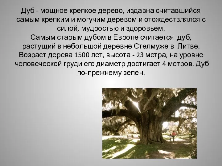 Дуб - мощное крепкое дерево, издавна считавшийся самым крепким и
